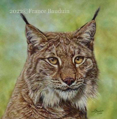 Lynx portrait 34 hours
Brown Pastelmat
13" x 13"
Ref: Paul Lloyd Lynx portrait 34 hours
Brown Pastelmat
13" x 13"
Ref: Paul Lloyd